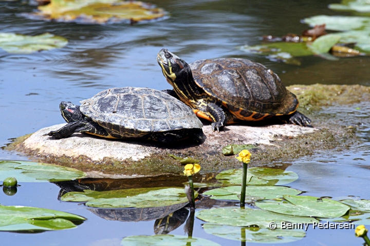 Skildpadde 1.jpg - Rødøret terrapin (Trachemys scripta elegans)